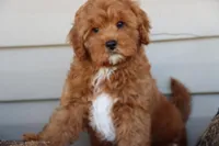 Crimson King, a male Cavapoo for sale in Chouteau, OK – Photo 1 of 9