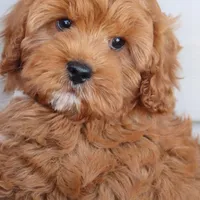 Crimson King, a male Cavapoo for sale in Chouteau, OK – Photo 9 of 9
