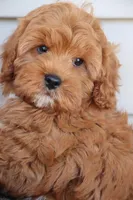Crimson King, a male Cavapoo for sale in Chouteau, OK – Photo 9 of 9