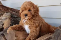 Crimson King, a male Cavapoo for sale in Chouteau, OK – Photo 8 of 9
