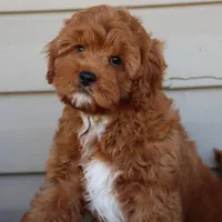 Crimson King, a male Cavapoo for sale in Chouteau, OK – Photo 4 of 9