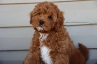 Crimson King, a male Cavapoo for sale in Chouteau, OK – Photo 4 of 9