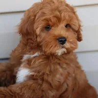 Crimson King, a male Cavapoo for sale in Chouteau, OK – Photo 3 of 9