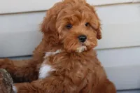 Crimson King, a male Cavapoo for sale in Chouteau, OK – Photo 3 of 9