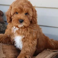 Crimson King, a male Cavapoo for sale in Chouteau, OK – Photo 6 of 9
