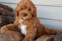 Crimson King, a male Cavapoo for sale in Chouteau, OK – Photo 6 of 9