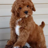 Crimson King, a male Cavapoo for sale in Chouteau, OK – Photo 2 of 9