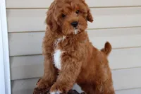 Crimson King, a male Cavapoo for sale in Chouteau, OK – Photo 2 of 9