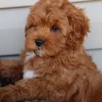 Crimson King, a male Cavapoo for sale in Chouteau, OK – Photo 5 of 9