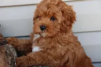 Crimson King, a male Cavapoo for sale in Chouteau, OK – Photo 5 of 9