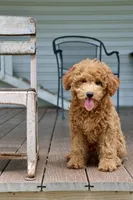 Cobbler, a male Maltipoo for sale in Chouteau, OK – 7 of 9