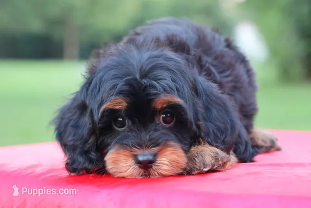 Mercy – Cavapoo puppy for sale in Chouteau, OK