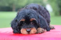Mercy, a female Cavapoo for sale in Chouteau, OK – 1 of 10