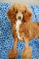 Liberty, a female Poodle - Miniature  for sale in Chouteau, OK – 5 of 9