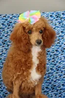 Liberty, a female Poodle - Miniature  for sale in Chouteau, OK – 7 of 9