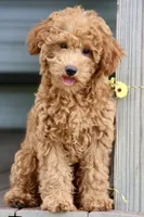 Cobbler, a male Maltipoo for sale in Chouteau, OK – 3 of 9