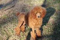 SCARLET , a female Poodle - Miniature  for sale in Chouteau, OK – 4 of 6