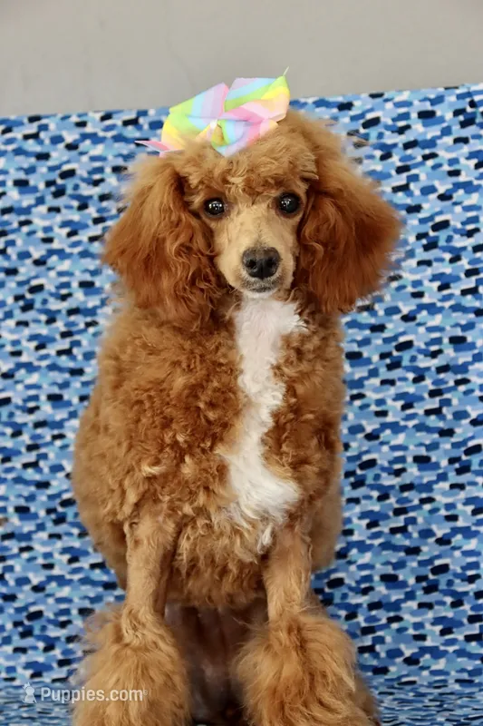 Liberty – Poodle - Miniature  puppy for sale in Chouteau, OK