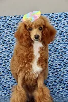 Liberty, a female Poodle - Miniature  for sale in Chouteau, OK – 1 of 9