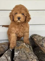 Barron ( Teacup) , a male Maltipoo for sale in Chouteau, OK – 9 of 10