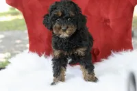 Cleopatra , a female Maltipoo for sale in Chouteau, OK – 5 of 6