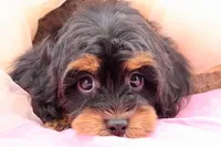 Mercy, a female Cavapoo for sale in Chouteau, OK – 2 of 10