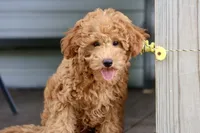 Cobbler, a male Maltipoo for sale in Chouteau, OK – 4 of 9