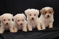 processed/cde7c598-5765-4f80-8fea-11a53d05ebc4/listing/71eca9f0-0da0-4c18-9227-144cbcff81a0/58a0fd3f-55c7-4012-9a03-ecff077d2054