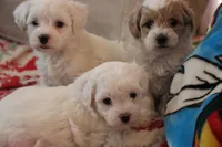 processed/cde7c598-5765-4f80-8fea-11a53d05ebc4/listing/71eca9f0-0da0-4c18-9227-144cbcff81a0/7cef51a7-89dc-4639-9fe9-35815cb60d7a