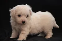 processed/cde7c598-5765-4f80-8fea-11a53d05ebc4/listing/71eca9f0-0da0-4c18-9227-144cbcff81a0/b1b2ad43-3103-48a8-9cd9-3bdd02a223b0