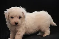 processed/cde7c598-5765-4f80-8fea-11a53d05ebc4/listing/71eca9f0-0da0-4c18-9227-144cbcff81a0/c943e0dc-b0a3-4eee-9942-5d2443399d5d