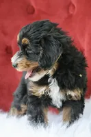 Ramsey, a male Maltipoo for sale in Chouteau, OK – 6 of 6