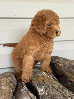 Barron ( Teacup) , a male Maltipoo for sale in Chouteau, OK – 3 of 10
