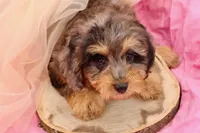 Hope, a female Cavapoo for sale in Chouteau, OK – 6 of 9