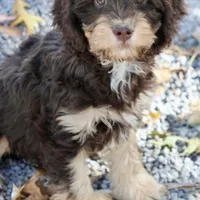 CEDAR, a male Cavapoo for sale in Chouteau, OK – Photo 3 of 6