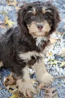 CEDAR, a male Cavapoo for sale in Chouteau, OK – Photo 3 of 6