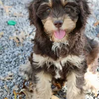 CEDAR, a male Cavapoo for sale in Chouteau, OK – Photo 1 of 6