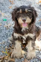 CEDAR, a male Cavapoo for sale in Chouteau, OK – Photo 1 of 6