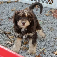 CEDAR, a male Cavapoo for sale in Chouteau, OK – Photo 5 of 6