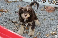CEDAR, a male Cavapoo for sale in Chouteau, OK – Photo 5 of 6