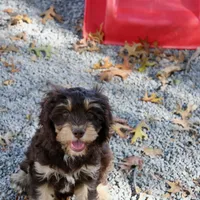 CEDAR, a male Cavapoo for sale in Chouteau, OK – Photo 6 of 6