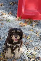 CEDAR, a male Cavapoo for sale in Chouteau, OK – Photo 6 of 6
