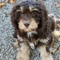 CEDAR, a male Cavapoo for sale in Chouteau, OK – Photo 2 of 6