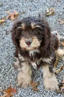 CEDAR, a male Cavapoo for sale in Chouteau, OK – Photo 2 of 6