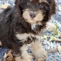 CEDAR, a male Cavapoo for sale in Chouteau, OK – Photo 4 of 6