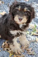 CEDAR, a male Cavapoo for sale in Chouteau, OK – Photo 4 of 6