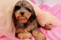 Hope, a female Cavapoo for sale in Chouteau, OK – 5 of 9