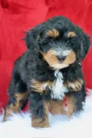 Ramsey, a male Maltipoo for sale in Chouteau, OK – 1 of 6