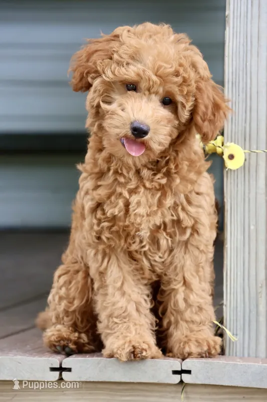 Cobbler – Maltipoo puppy for sale in Chouteau, OK