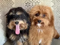 Bear, a male Maltipoo for sale in Chouteau, OK – 8 of 10